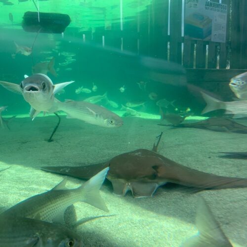 Alabama-Aquarium-1