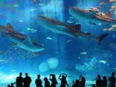 sea-life-arizona-3-613×380