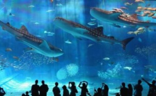 sea-life-arizona-3-613×380