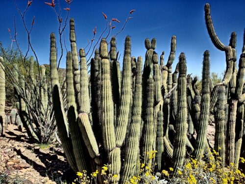 Arizona-Sonora-Desert-Museum