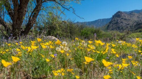Catalina-State-Park