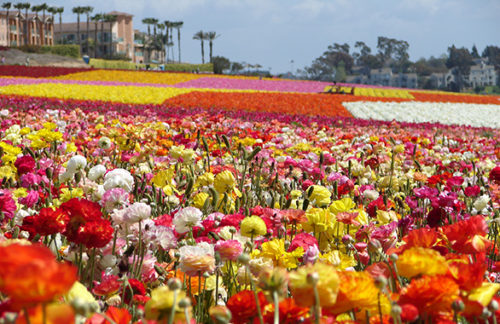 The-Flower-Fields-at-Carlsbad-Ranch_1