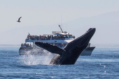 monterey whale