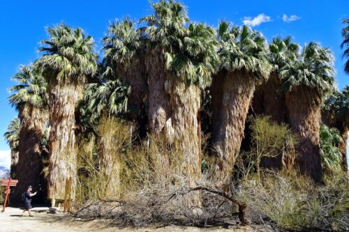 Coachella-Valley-Preserve