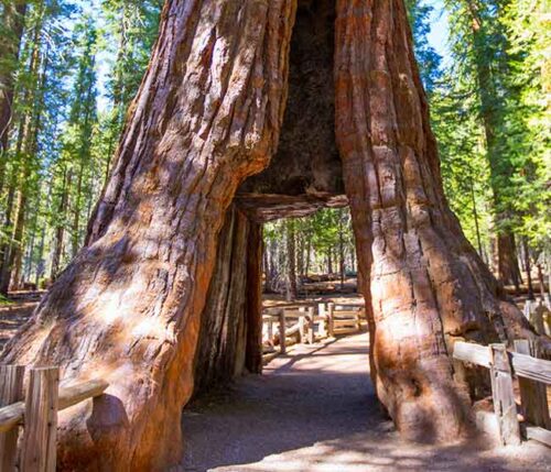 Mariposa-Grove-of-Giant-Sequoias