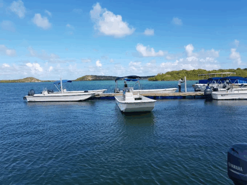 Stingray City Antigua