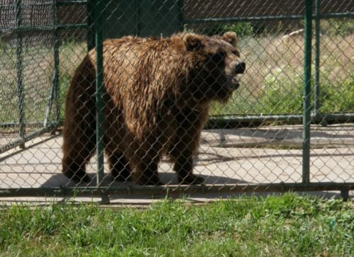 Rocky-Mountain-Wildlife-Park