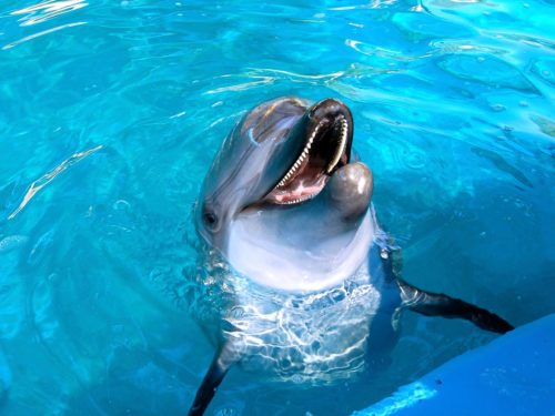 island dolphin care