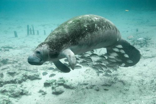manatee-park-florida