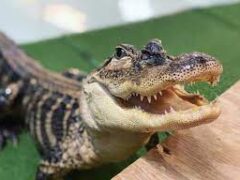 alligator and wildlife discovery center