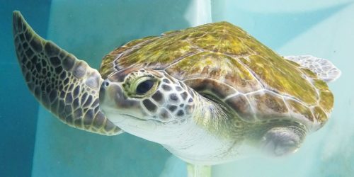 navarre sea turtle