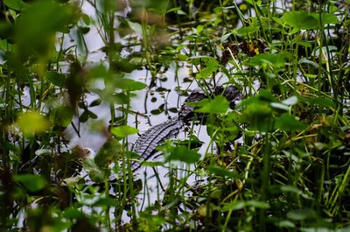 gator