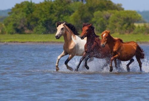 boat-tours-chincoteague-Assateague-Explorer-ponies