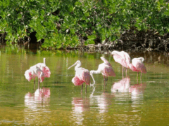 J.N. Darling National Wildlife Refuge
