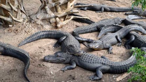 StAugustineAlligators