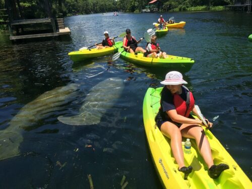 manatees-in-the-summer