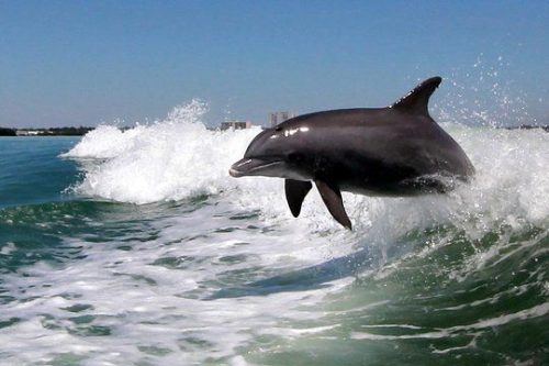 dolphin