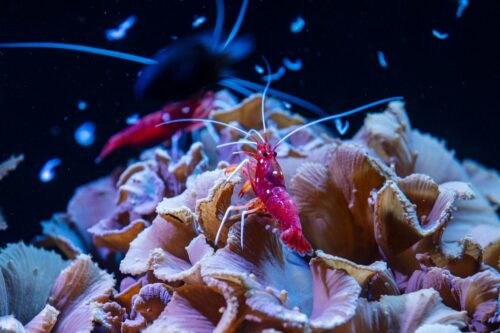 the florida aquarium