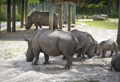 zoo tampa