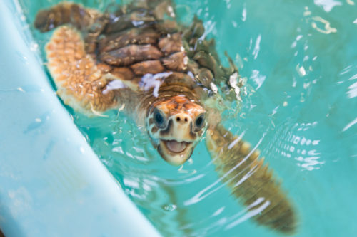 sea-turtle-georgia