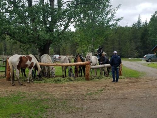 Mountain-Horse-Adventures