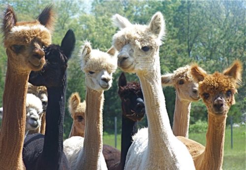 island alpaca
