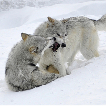 c2bb58d7-ebff-446b-b394-3dc8e09354daGWDCWolves