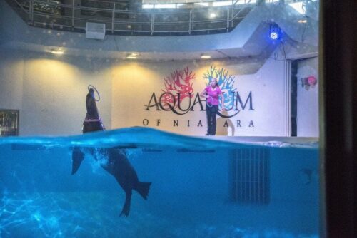 Aquarium of Niagara