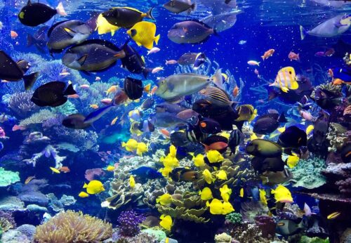 long island aquarium