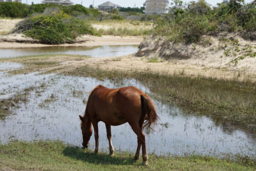 Currituck National Wildlife Refuge