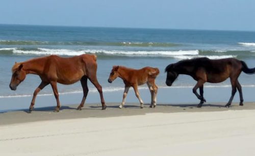 corolla-horses-500×306