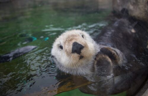 Oregon-Coast-Aquarium