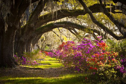 charleston-areainfo