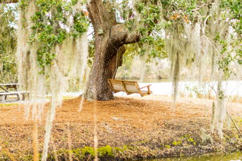 Swing hanging from live oak tree with Spanish moss by a lake on Seabrook Island in Charleston, South Carolina