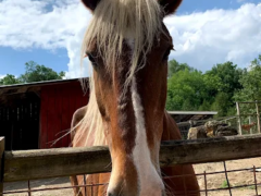 Smoky Mountain Deer Farm and Exotic Petting Zoo