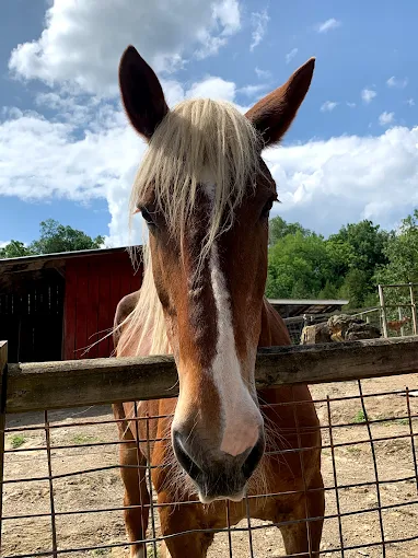 Smoky Mountain Deer Farm and Exotic Petting Zoo