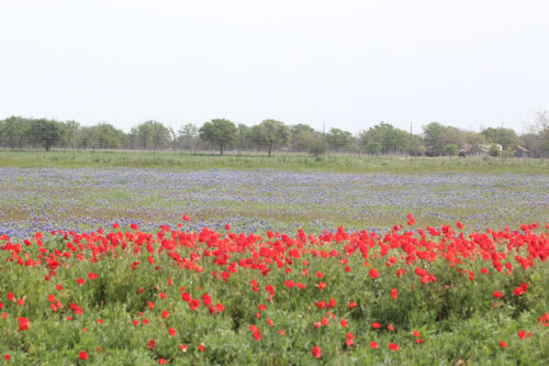 poppies