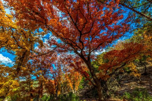 Lost Maples