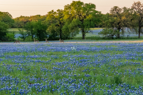 Kingsland-About-600×400-1.png Kingsland-About-600x400-1.png