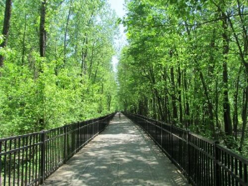forest