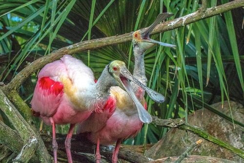 MV-SafirSpoonbills1_t670