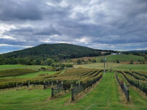 divine-wine-tours-of