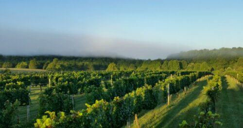 hickory hills vineyards