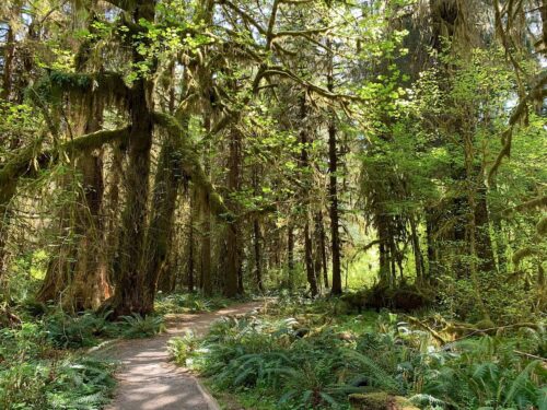 hoh rainforest