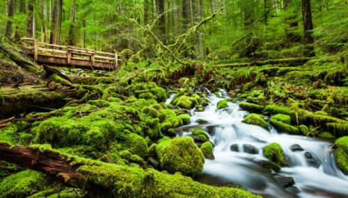 olympic national park